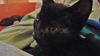 Nero - napušteni mačak pronađen u skladištu