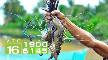 Ngành tôm "gồng mình" trước mục tiêu xuất khẩu 10 tỷ USD | VTC16