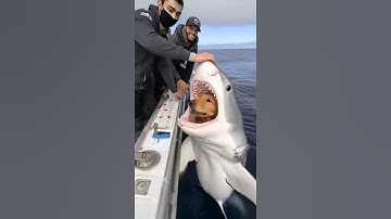 Super Tasty Dog Food 🐶🍖