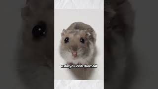 Original Sad Hamster Violin Meme Net Worth