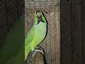 Ringneck parrot Bird ! cockatiel bird Sound #parrot #talkingparot #cockatiel #birdsounds