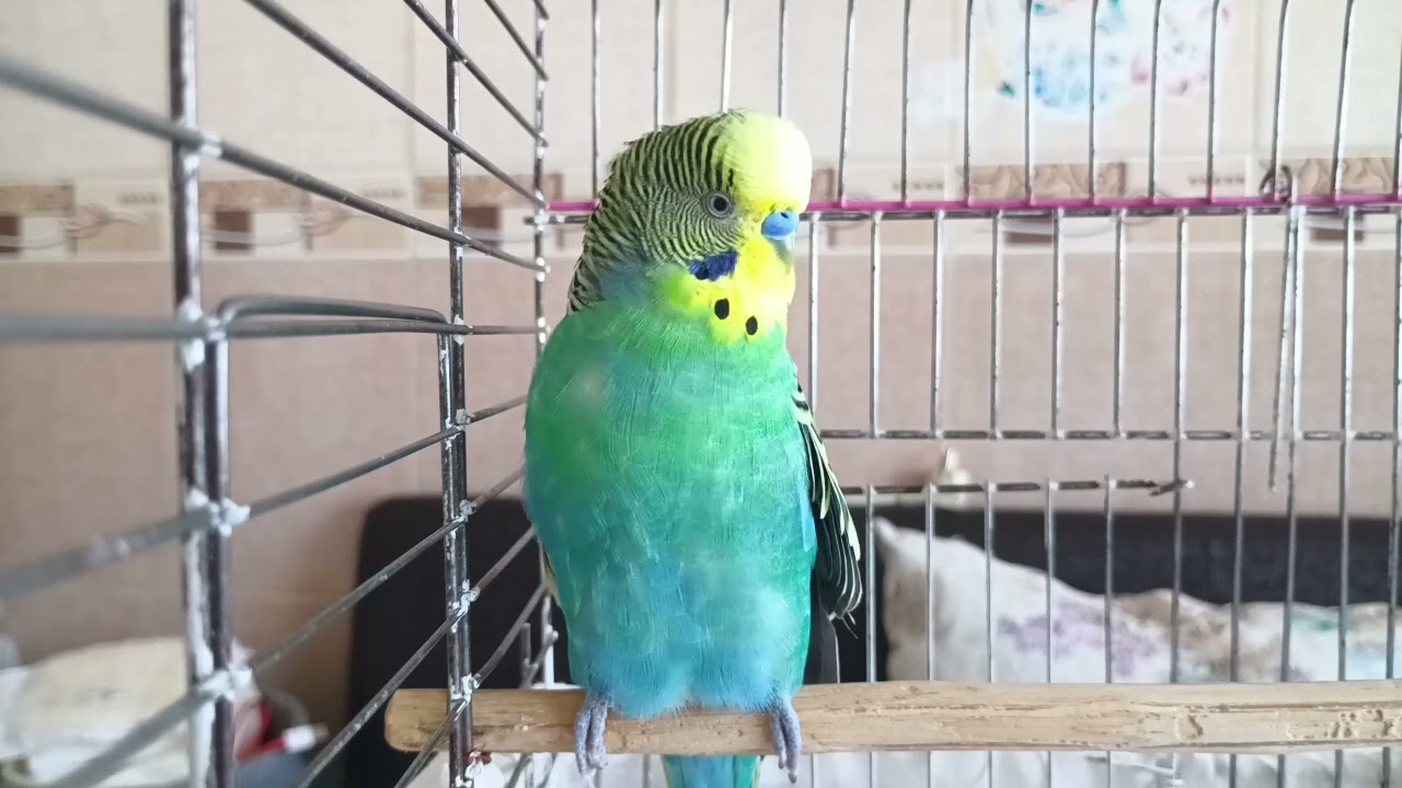 Çok Mutlu 1 SAAT - Muhabbet kuşunuza Dost Sesler - Muhabbet kuşu sesi