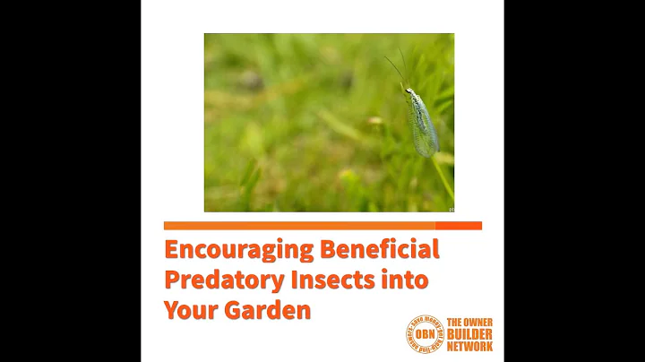 5 Beneficial Insects You Want in Your Garden