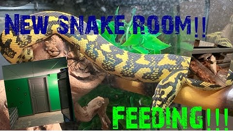 Ball Python - NEW Snake Room & Ball python and Carpet python Feeding