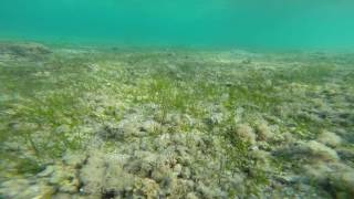 Shrimpfish at Marsa Nakari House Reef