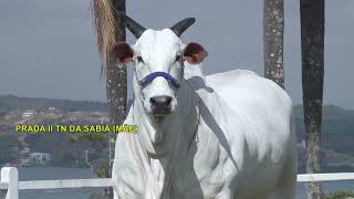 Lote 106 (Bellstaf FIV CBA - CABN 201)
