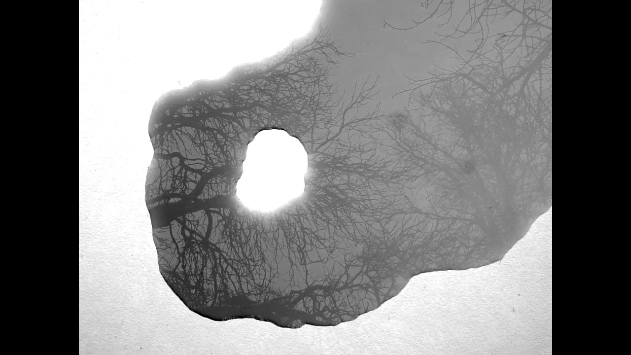 Ducks on Life - Angeliki Krambia