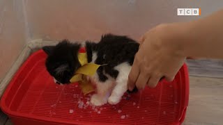 Как приучить котёнка к лотку