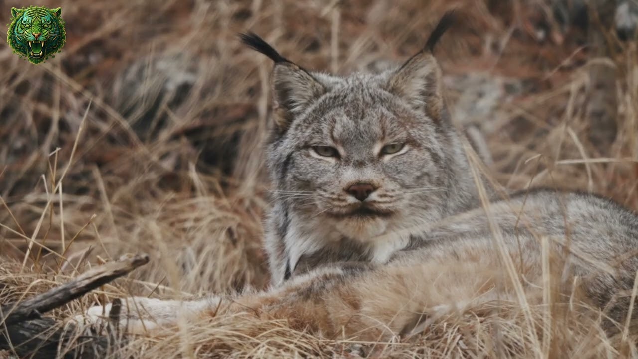 YOSEMITE A Vida Selvagem Mais Extrema do Oeste Americano – Parques Nacionais dos EUA