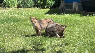 ❤️🐈 Наші котики найкумедніші #catlovers #catlife #cat #кіт #funnyanimals Утренний релакс