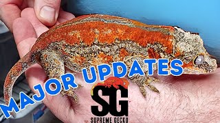 Big Changes Coming to Supreme Gecko. by Supreme Gecko 735 views 2 months ago 12 minutes, 20 seconds