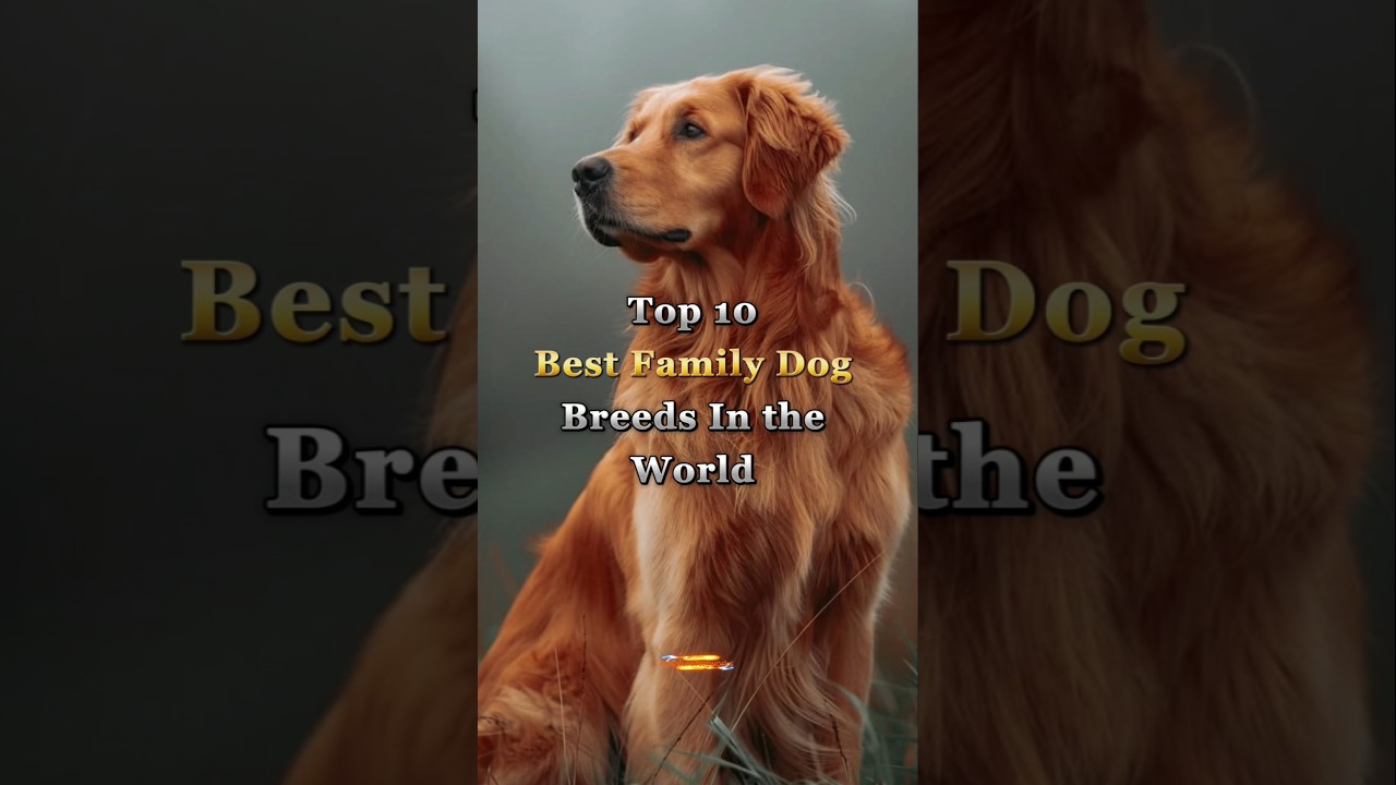 Top 10 Best Family Dog Breeds In the World 