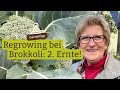 Regrowing beim Brokkoli: Er ist nachgewachsen! Die zweite Brokkoli-Ernte nach 4 Wochen