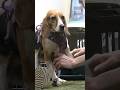5 rescued Beagles take "first steps of freedom" after release from lab