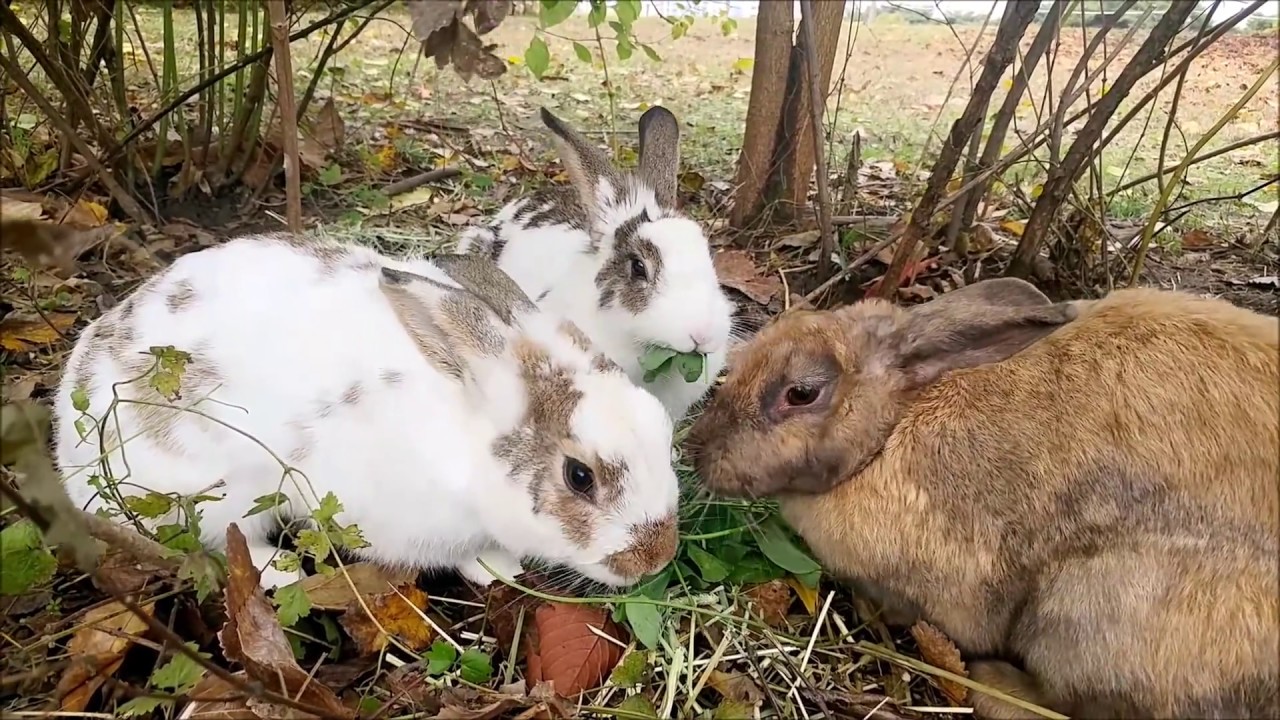 공원 야생 너구리 근접 촬영 - 짝을 부르는 너구리 울음 소리 (Raccoon and rabbits) - YouTube