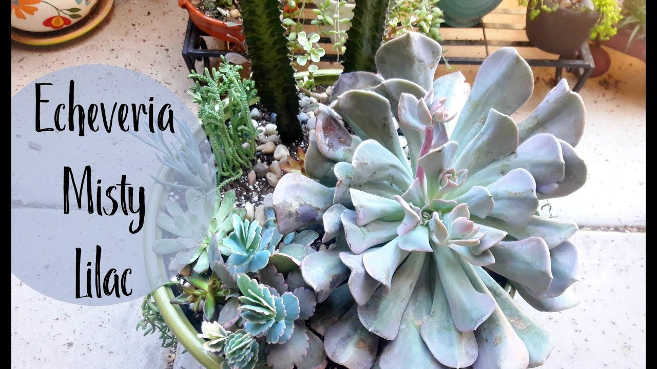plant haul Echeveria Misty Lilac, Succulent Dish Arrangement, Echeveria Hybrid