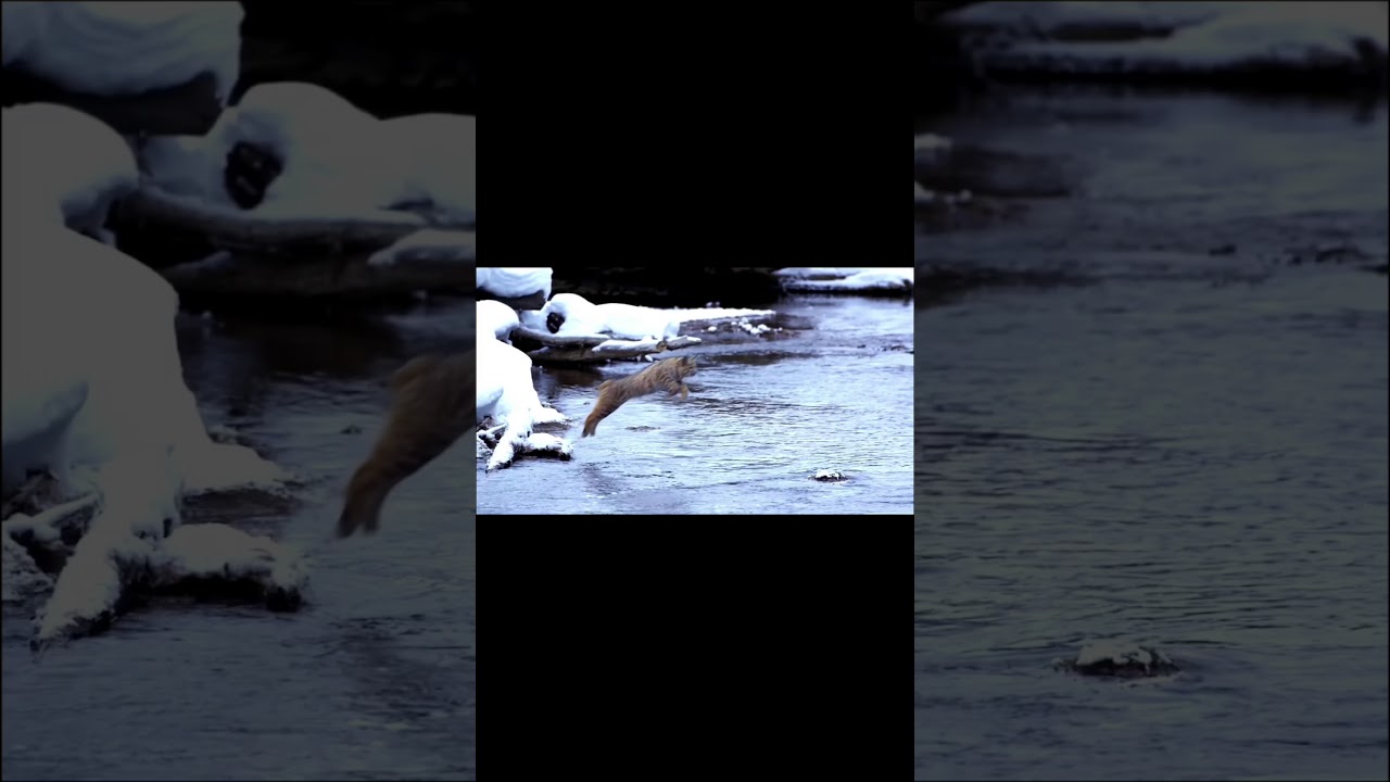 Slow-motion how far can a bobcat jump