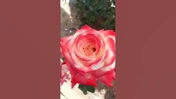 أواخر سورة الفرقان بصوت الشيخ حسن صالح