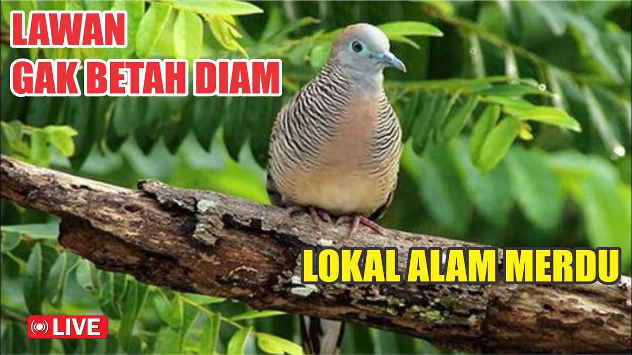 Perkutut Lokal Gacor suara KHUNG BESAR, MERDU bikin CEPAT NYAUT