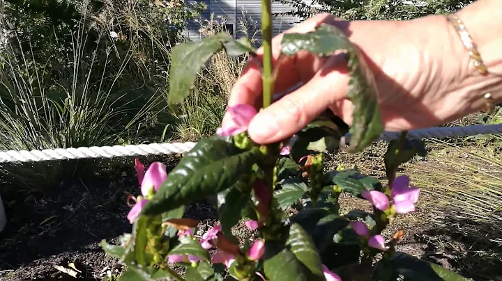 Turtlehead Flower in The 606  Chicago.