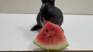 Rabbit eating watermelon ASMR