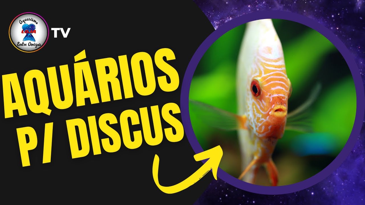 COMO MONTAR UM AQUÁRIO PARA ACARÁS-DISCO [2021]