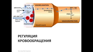 Лекция 14.  Регуляция кровотока