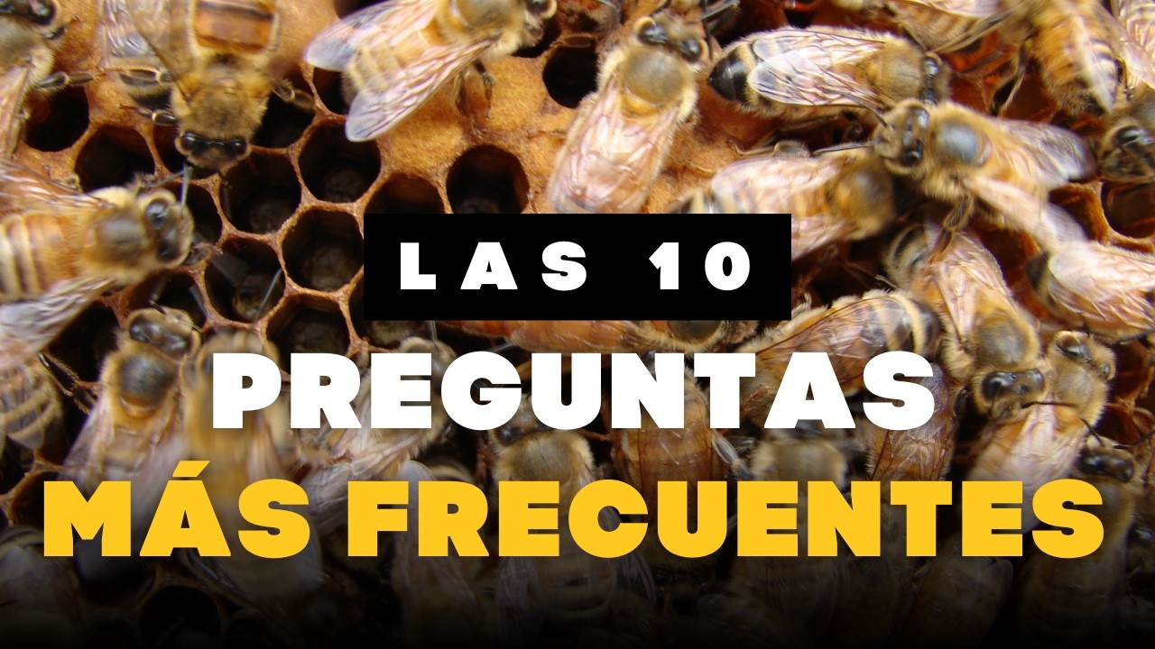 Las 10 Preguntas Más Frecuentes en la Apicultura