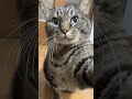 ごはんがなくなってちょっと怒っているまめたろう #猫 #cat #キジトラ