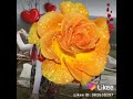 محمود ابوحاتم 