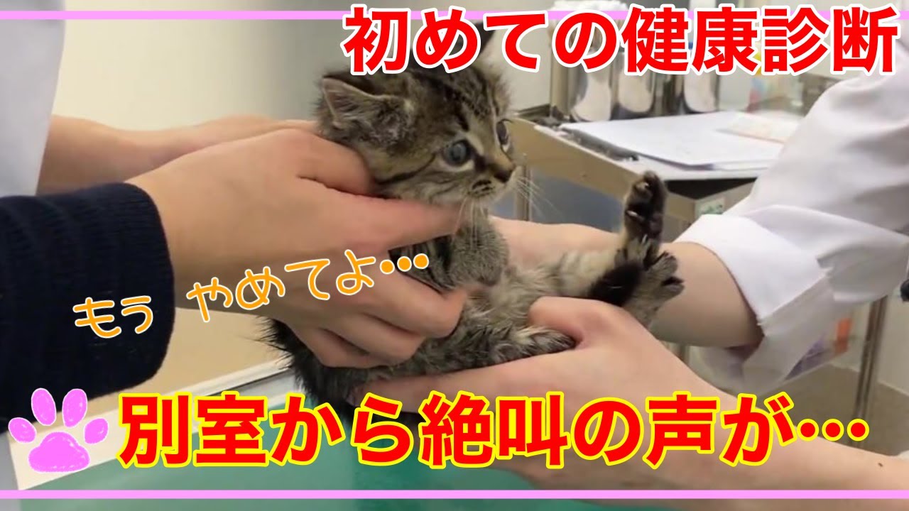 【保護子猫】初めての健康診断で隣から数倍大きな絶叫の鳴き声が…[rescue kitten] First medical examination at the hospital