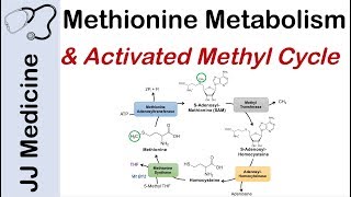 Methionine Metabolism and Activated Methyl Cycle | Pathway and Purpose