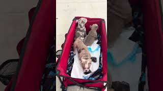 All Breed Dog Show 2026 (Ohio Expo Center) 