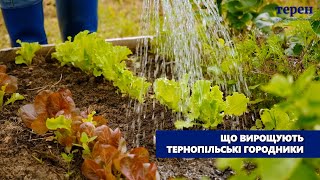 Що вирощують тернопільські городники