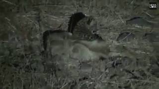 In a rare show of compassion, Asiatic lioness breast-feeds orphaned leopard cub