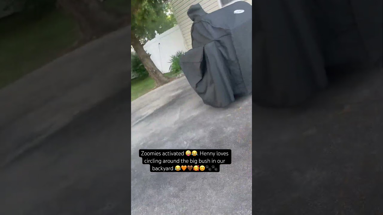 #psychiatricservicedog