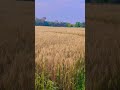 🇮🇳🌾farming video #my #new #video #natural #status #shorts video 🌾🌳☘️