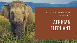 Discover the Majestic World of African Elephants