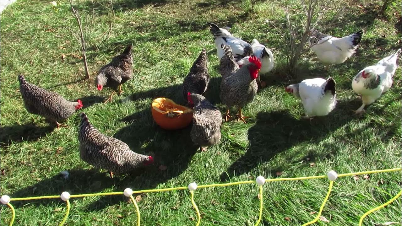 Do chickens eat pumpkins? YouTube