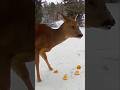 Roe deer (Capreolus Capreolus).