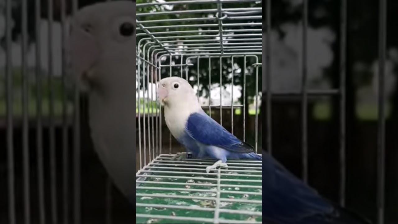 VIOLET FISCHER OPLINE AFRICAN LOVE BIRD