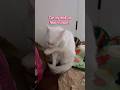 Second one shook the building ⛈️ #catshorts #deafcat #viral #cat #petshorts #shorts #whitecat #fyp