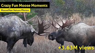 Crazy Fun Moose videos   The Best Hits Mix!