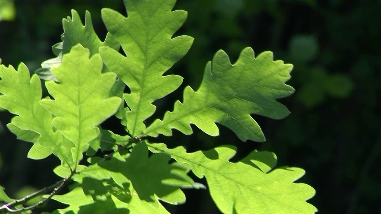 1000000041 hn19347 001 bm Eichenblätter im Wind wald, äste, blätter