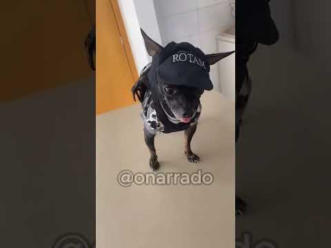 Pincher misturado com