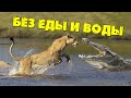 Как долго животные могут прожить без еды и воды?