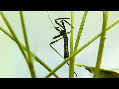 Assassin bugs enhance prey capture with a sticky resin.