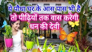 ये पौधा घर के आस पास भी है तो पीढ़ियों तक वास करेगी धन की देवी माता लक्ष्मी आपके घर में Vastu Rules