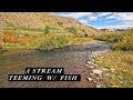 This stream was full of fish  browns and cutthroat galore