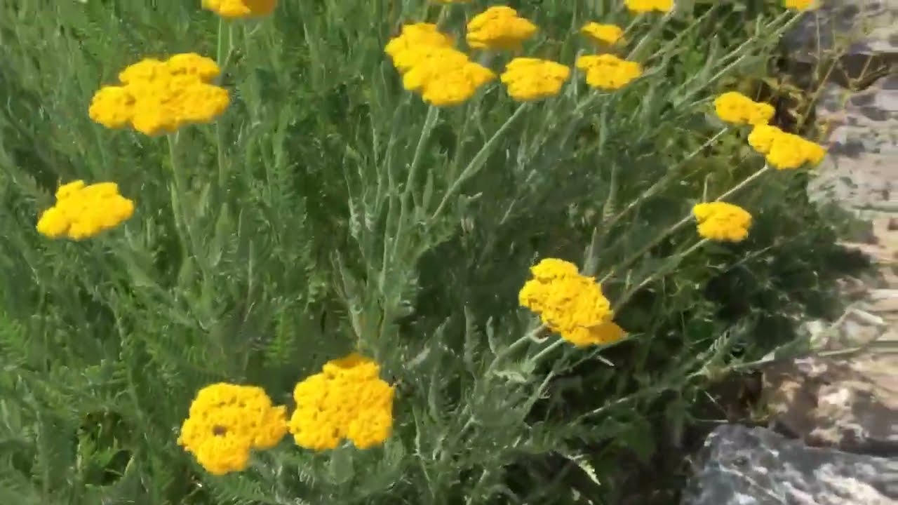 Wunderschöne Sommerlandschaft mit Wildblumen ☀️🌳🥀Beau paysage d‘été avec des fleurs sauvages